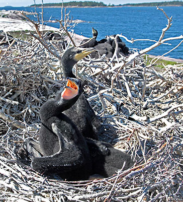 Young cormorants 